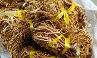 五指毛桃和什么煲汤最好 五指毛桃和什么煲汤最好